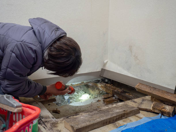 Best Biohazard Mold Removal  in Sun Valley, ID