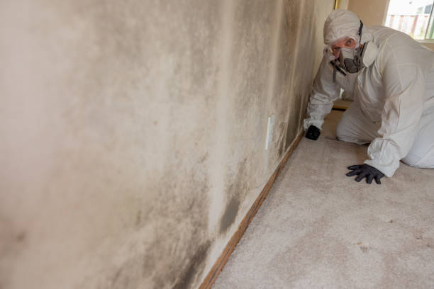 Best Commercial Mold Inspection  in Sun Valley, ID